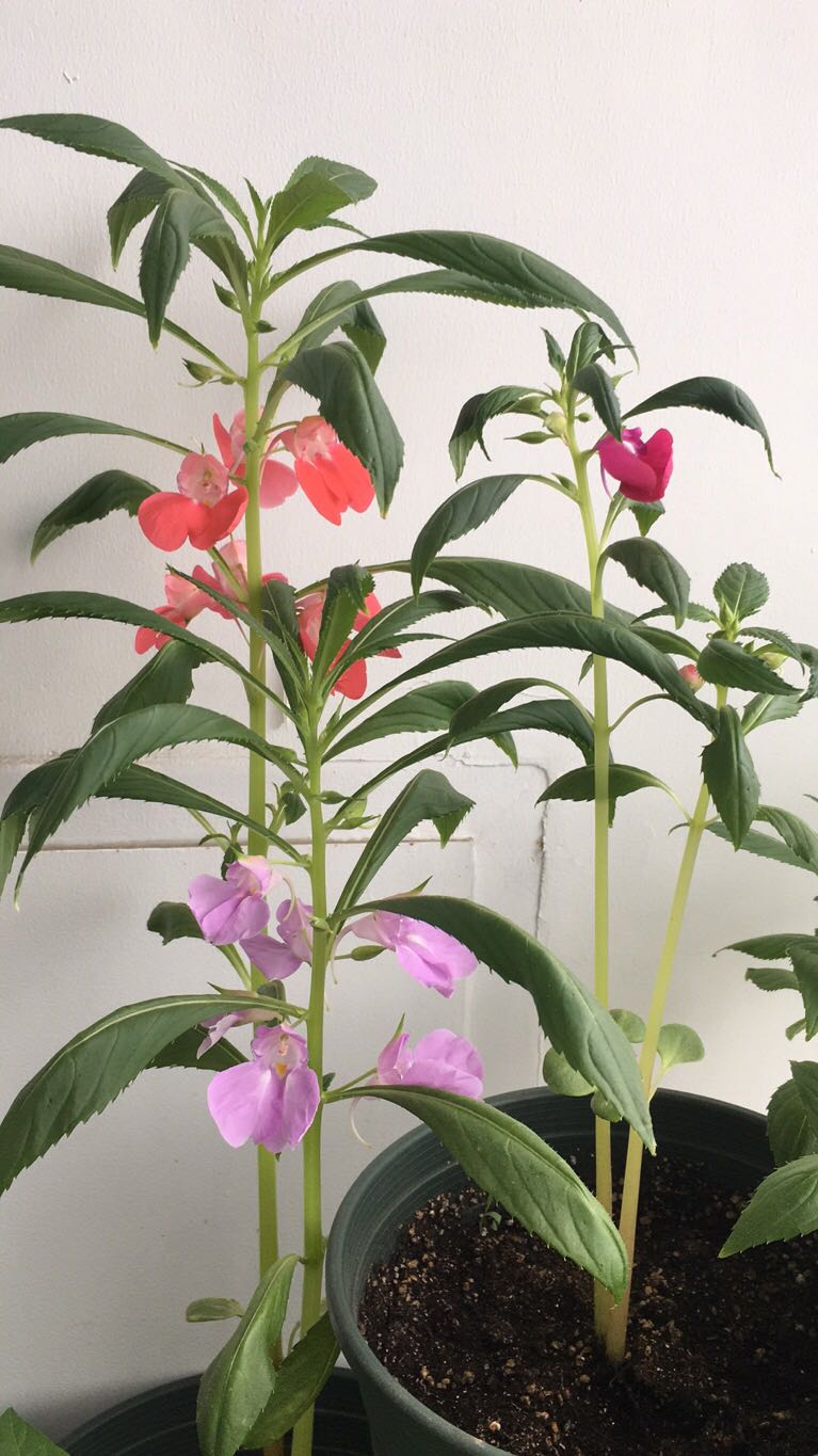 开花(凤仙花).jpg
